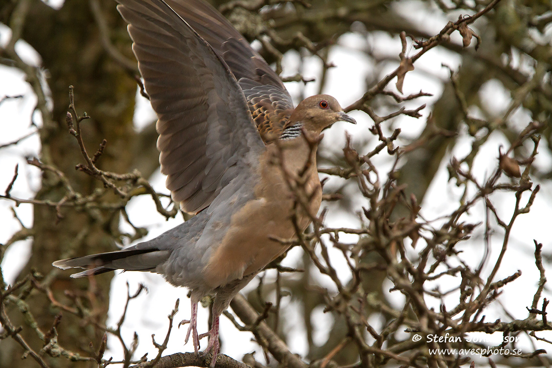 Strre turturduva/Oriental Turtle Dove Streptopelia orientalis orientalis 