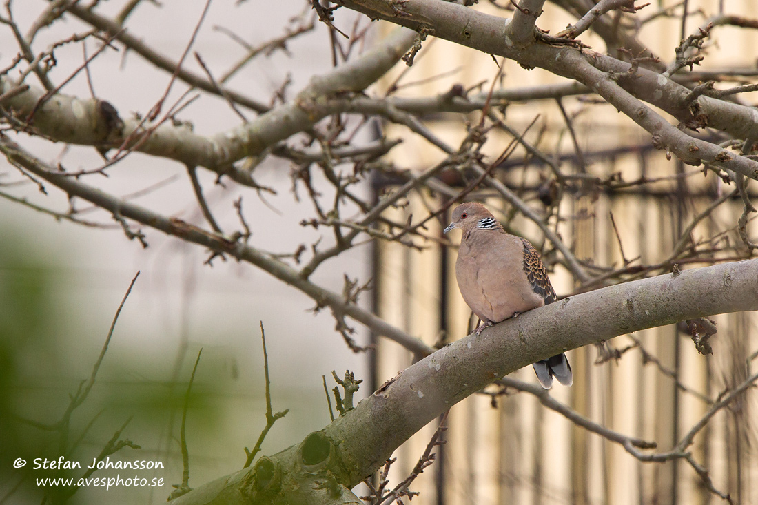 Strre turturduva/Oriental Turtle Dove Streptopelia orientalis orientalis 