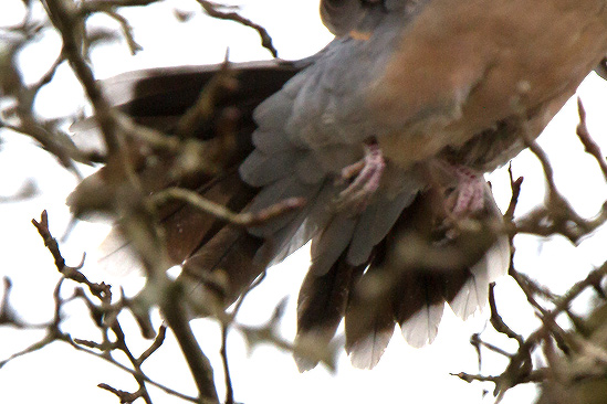 Strre turturduva/Oriental Turtle Dove Streptopelia orientalis orientalis 