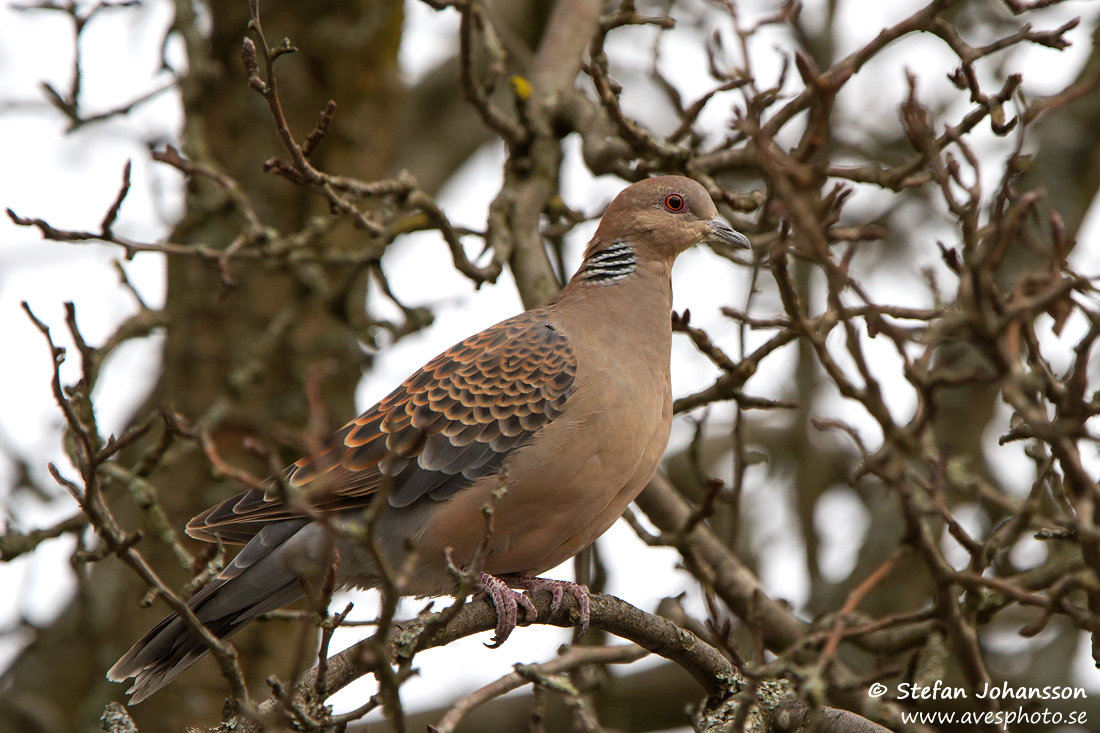 Strre turturduva/Oriental Turtle Dove 