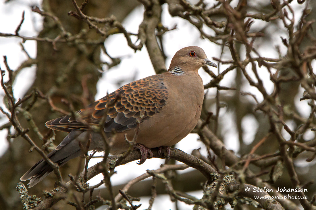 Strre turturduva/Oriental Turtle Dove 