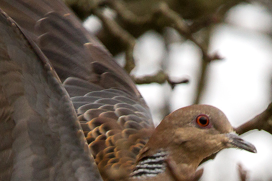 Strre turturduva/Oriental Turtle Dove 