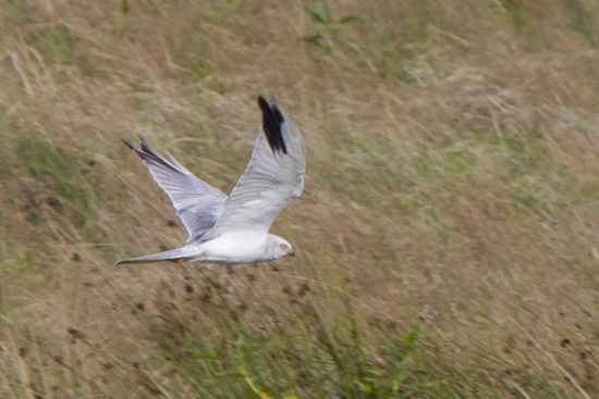 Stpphk / Pallid Harrier Circus macrourus 