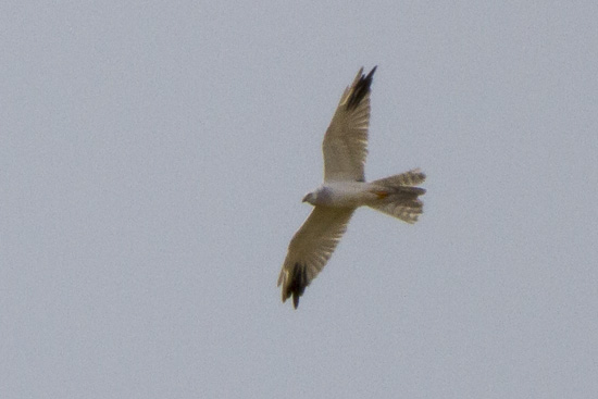 Stpphk / Pallid Harrier Circus macrourus 