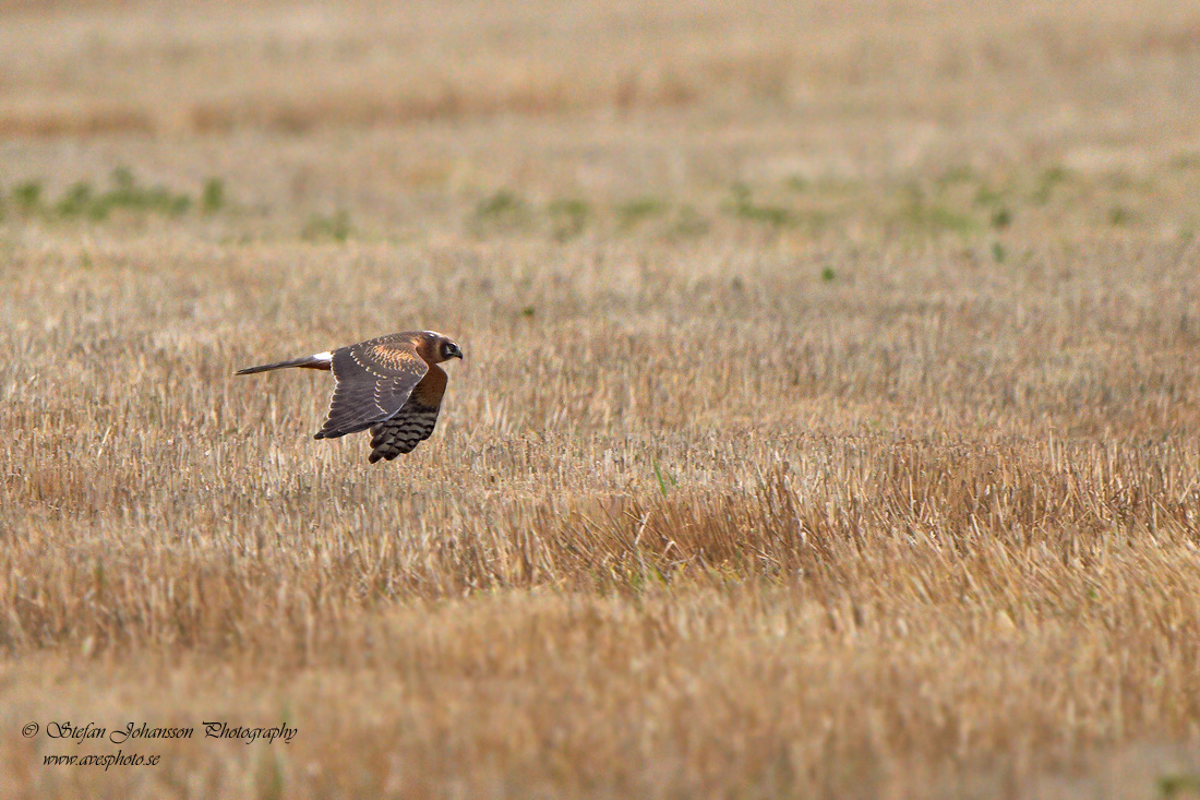 Stpphk / Pallid Harrier Circus macrourus 