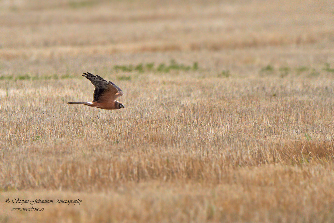 Stpphk / Pallid Harrier Circus macrourus 