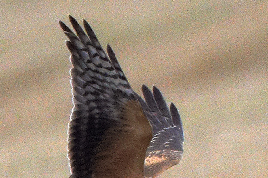 Stpphk / Pallid Harrier Circus macrourus 