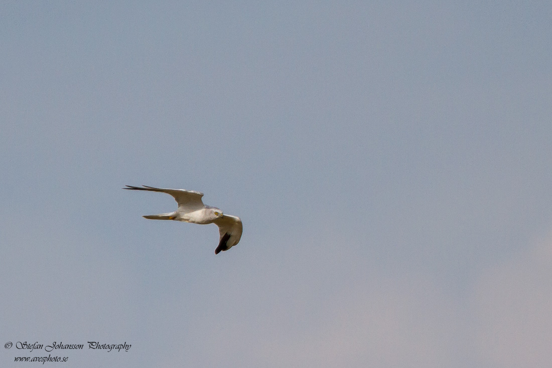 Stpphk / Pallid Harrier Circus macrourus 