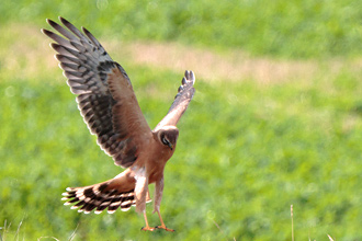 Stäpphök / Pallid Harrier 