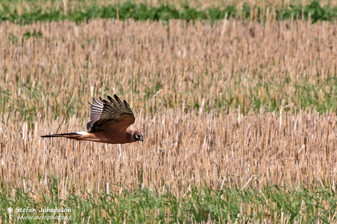 Stpphk / Pallid Harrier Circus macrourus 