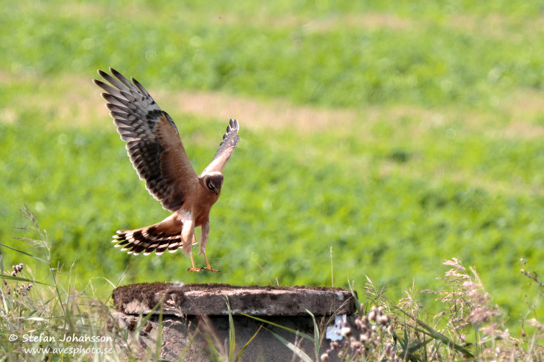 Stpphk / Pallid Harrier Circus macrourus 