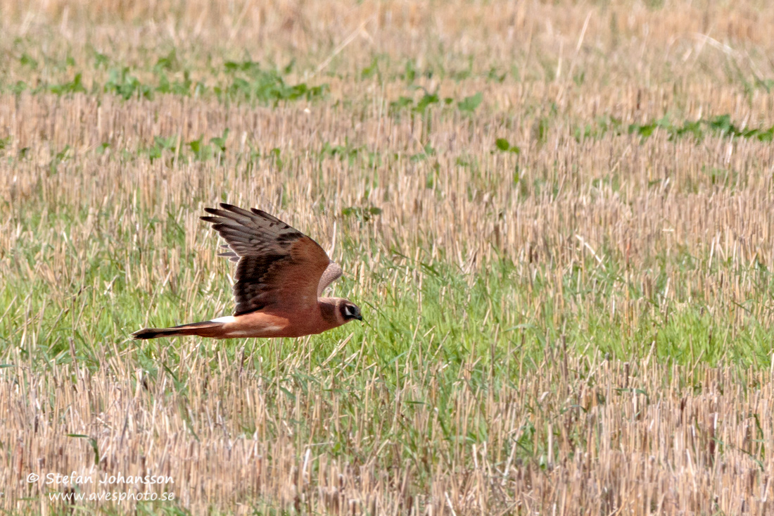 Stpphk / Pallid Harrier Circus macrourus 