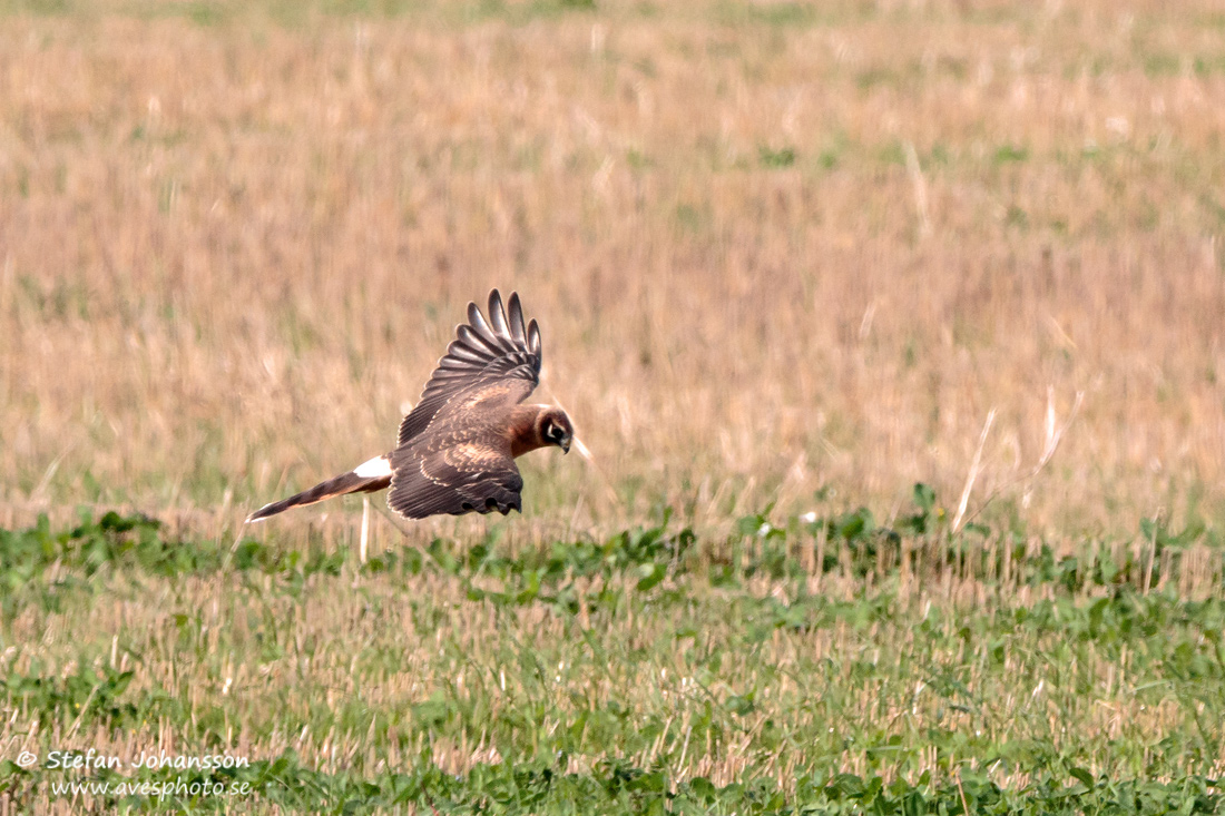 Stpphk / Pallid Harrier Circus macrourus 