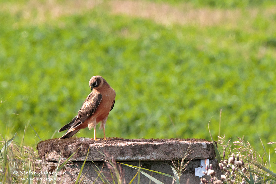 Stpphk / Pallid Harrier Circus macrourus 