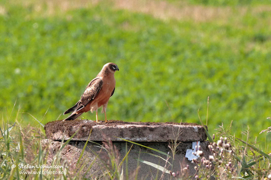 Stpphk / Pallid Harrier Circus macrourus 