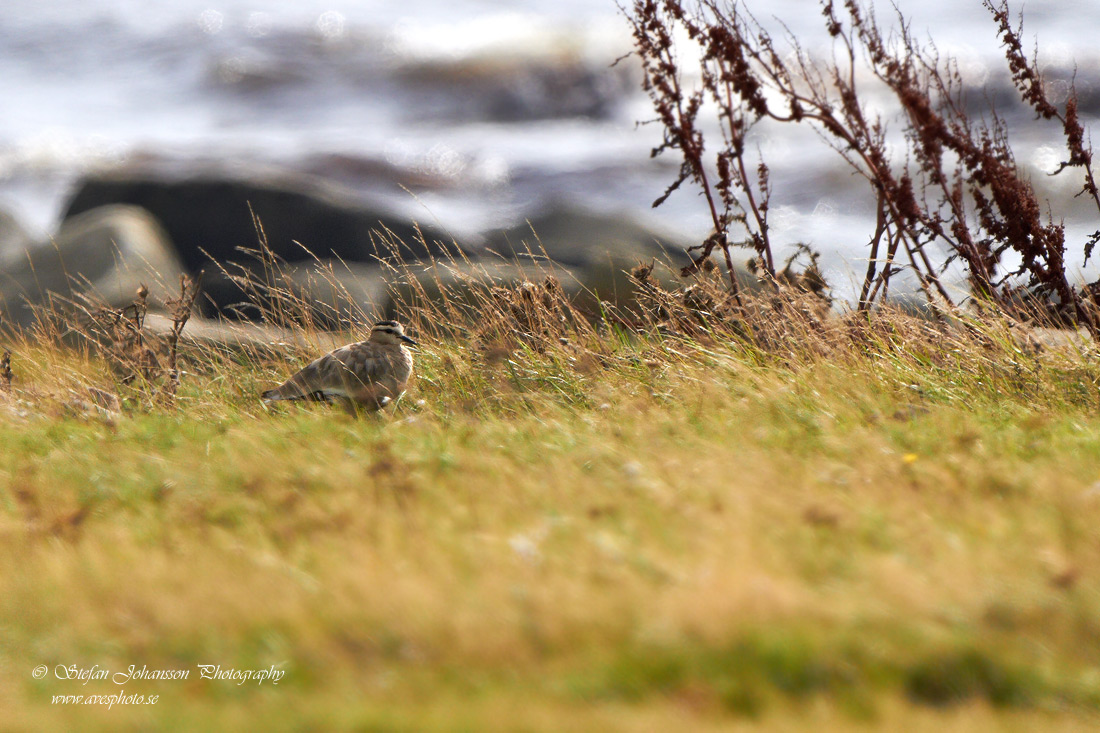 Stppvipa / Sociable Plover Vanellus gregarius