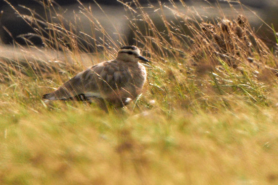 Stppvipa / Sociable Plover Vanellus gregarius