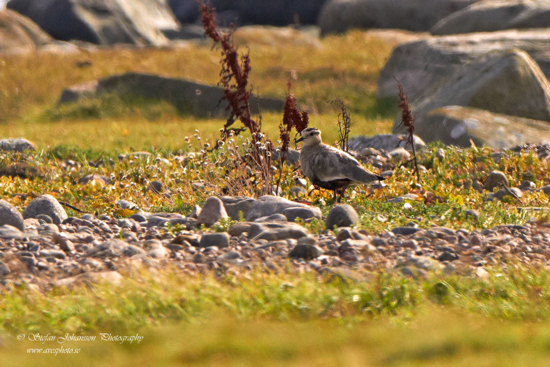 Stppvipa / Sociable Plover Vanellus gregarius