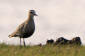 Stppvipa / Sociable Plover Vanellus gregarius