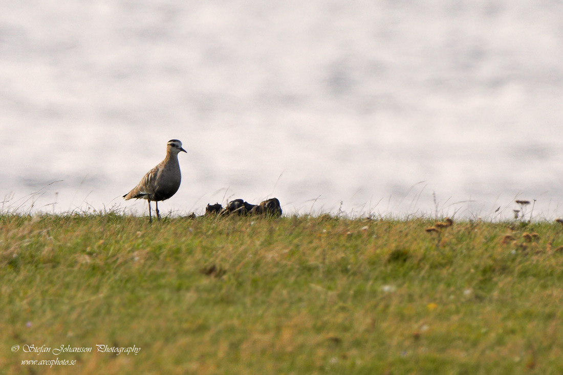 Stppvipa / Sociable Plover Vanellus gregarius