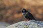 Stare / Starling Sturnus vulgaris 