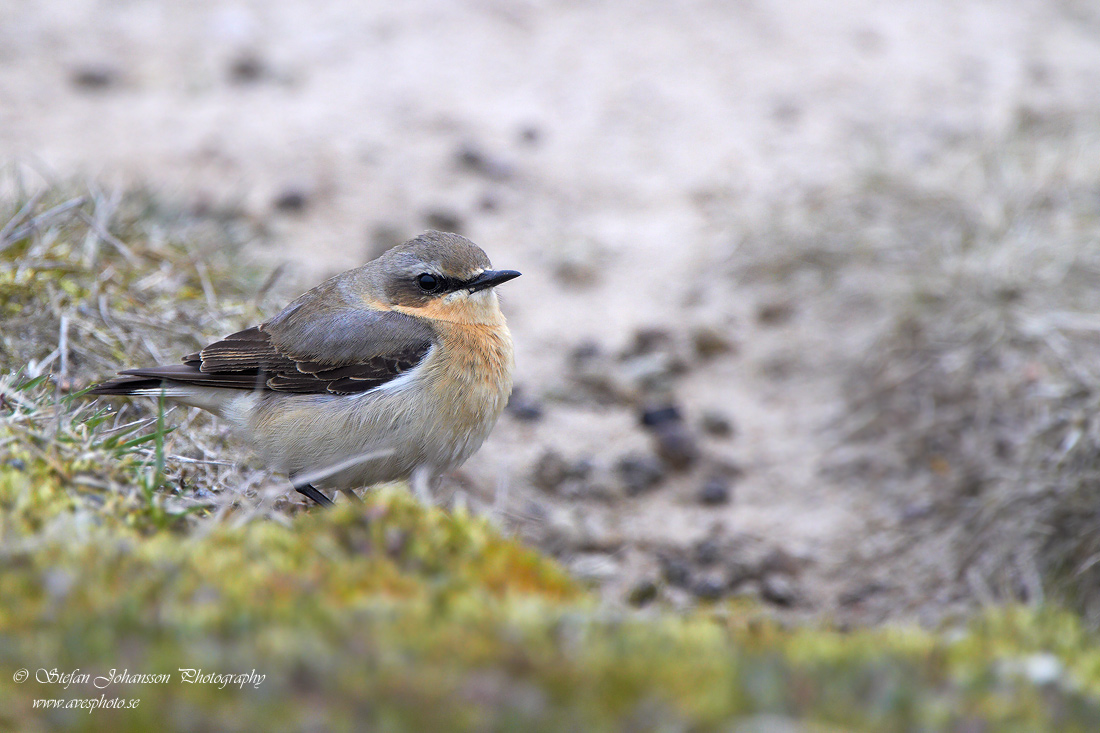 Stenskvtta / Northern Wheatear Oenanthe oenanthe 