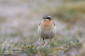 Stenskvtta / Northern Wheatear  Oenanthe oenanthe 