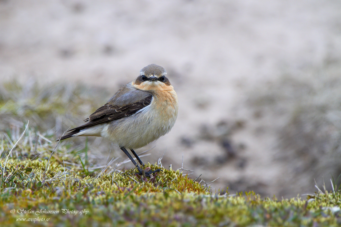 Stenskvtta / Northern Wheatear  Oenanthe oenanthe 