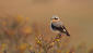 Northern Wheatear Oenanthe oenanthe