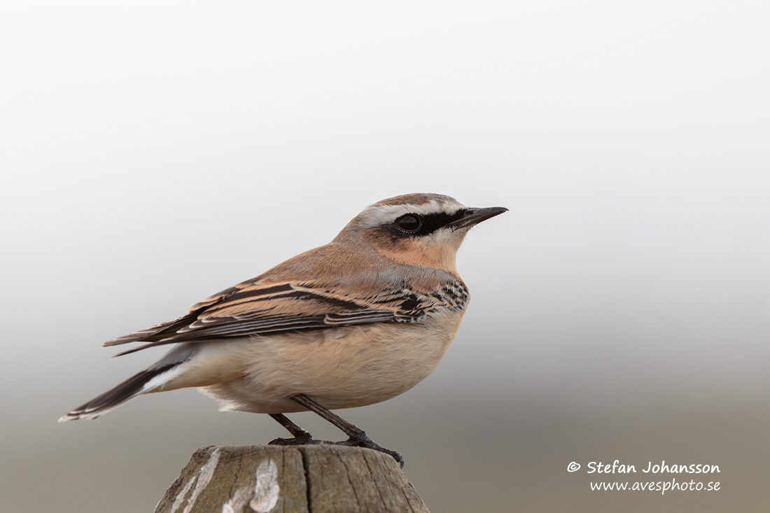 Stenskvtta / Northern Wheatear Oenanthe oenanthe 