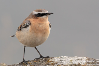 Stenskvätta / Northern Wheatear 