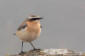 Stenskvtta / Northern Wheatear Oenanthe oenanthe 