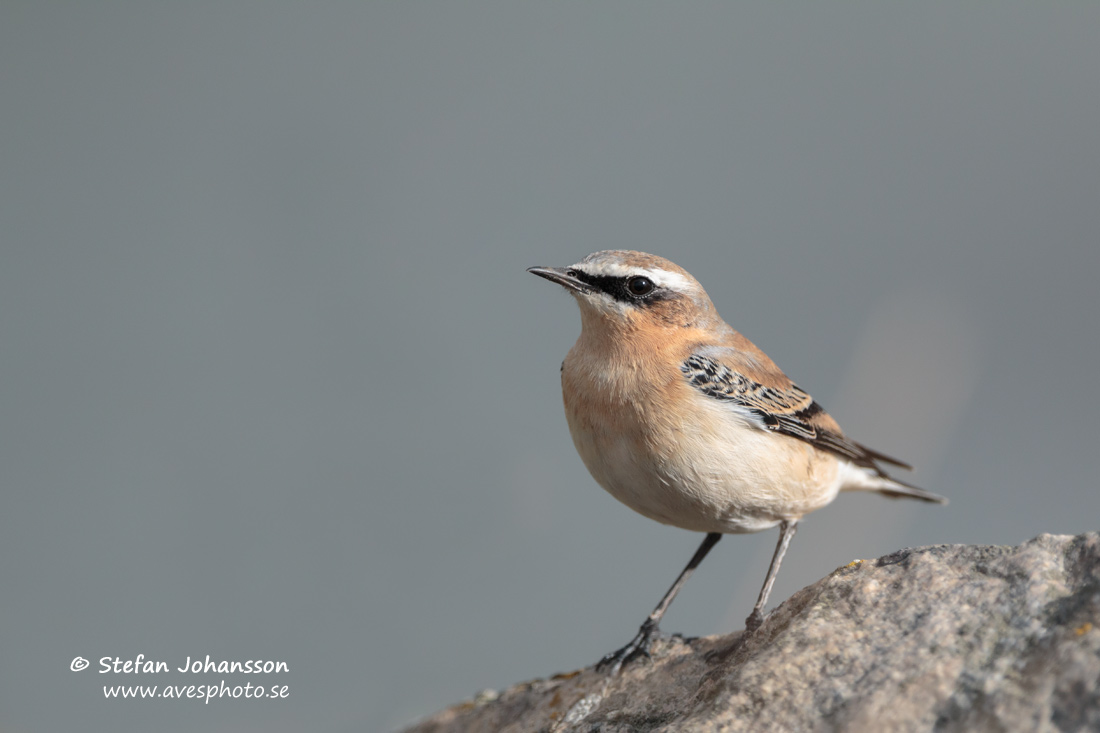 Stenskvtta / Northern Wheatear Oenanthe oenanthe 