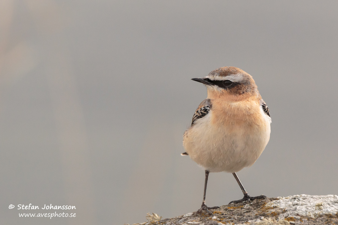 Stenskvtta / Northern Wheatear Oenanthe oenanthe 