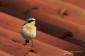 Stenskvtta / Northern WheatearOenanthe oenanthe 