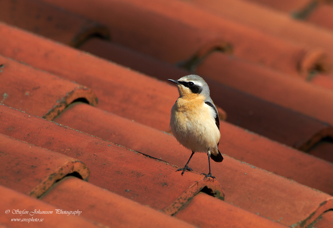 Stenskvtta / Northern Wheatear 