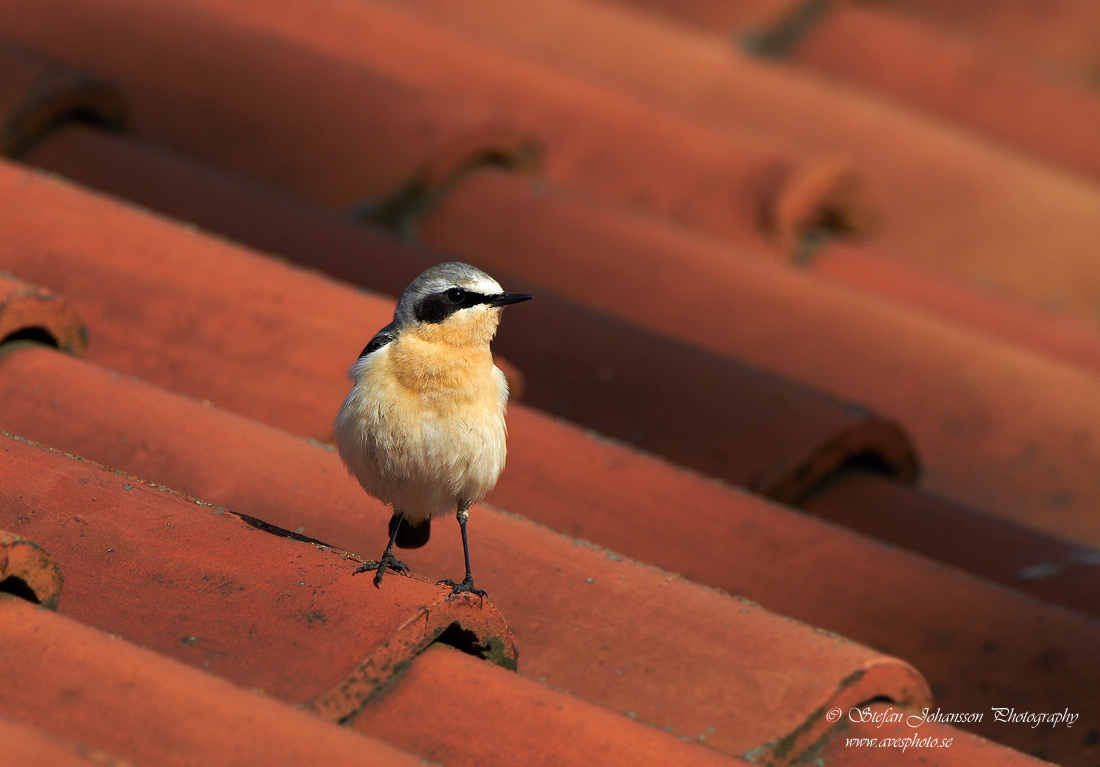 Stenskvtta / Northern Wheatear 