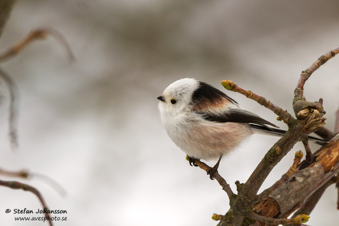 Stjrtmes / Long-tailed Tit Aegithalos caudatus 