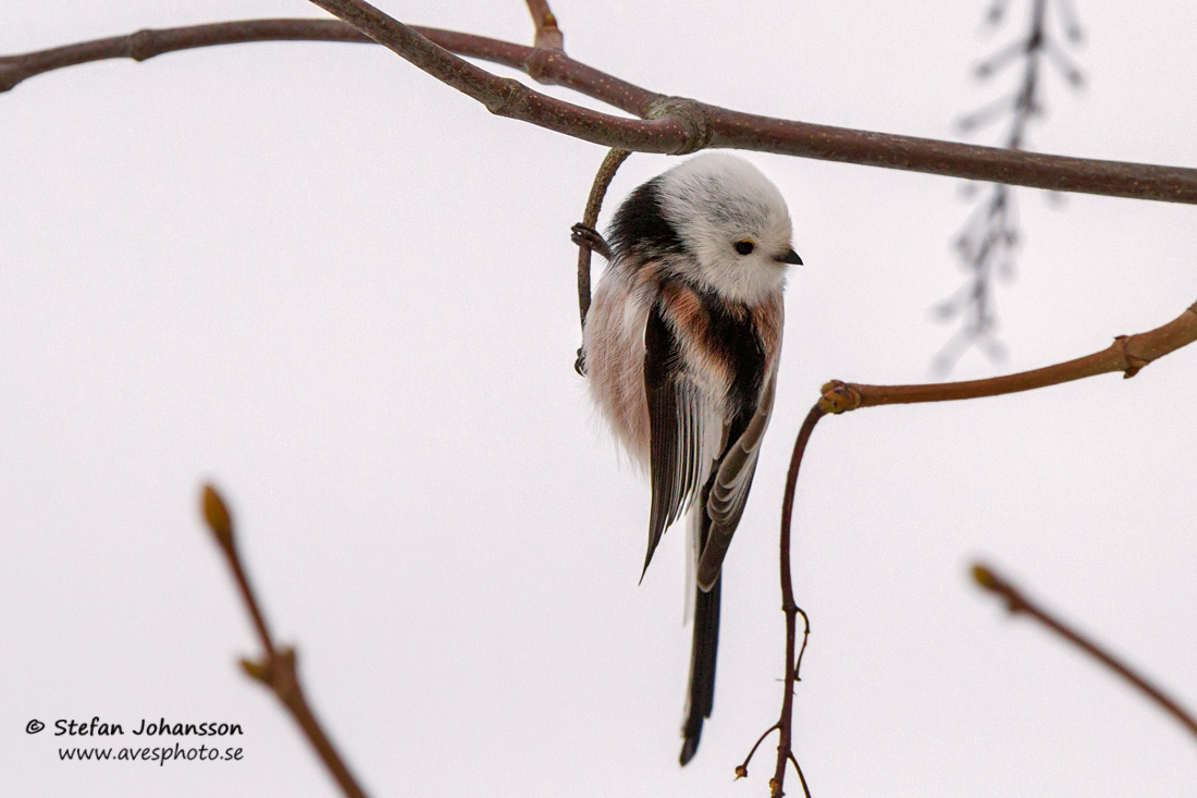 Stjrtmes / Long-tailed Tit Aegithalos caudatus 