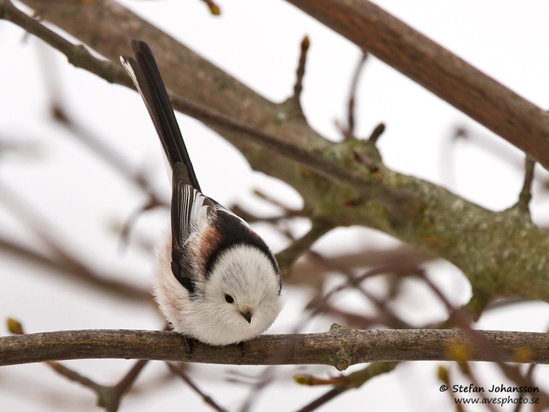 Stjrtmes / Long-tailed Tit Aegithalos caudatus 