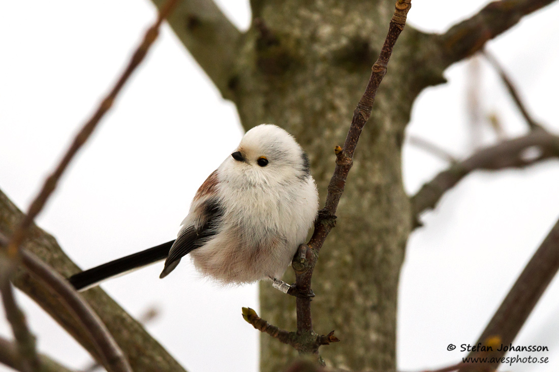 Stjrtmes / Long-tailed Tit Aegithalos caudatus 