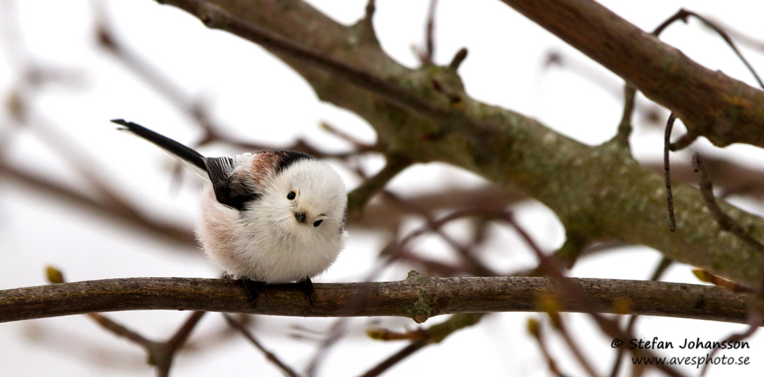 Stjrtmes / Long-tailed Tit Aegithalos caudatus 