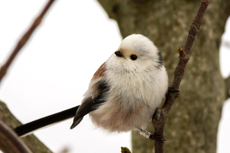 Stjärtmes / Long-tailed Tit