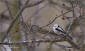 Stjrtmes / Long-tailed Tit Aegithalos caudatus