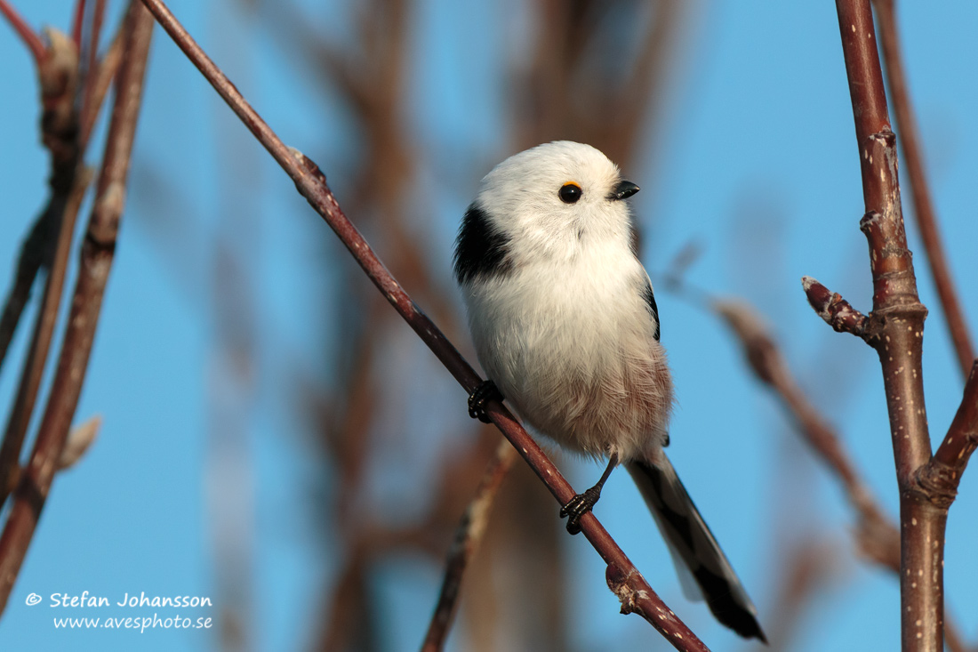 Stjrtmes / Long-tailed Tit Aegithalos caudatus 