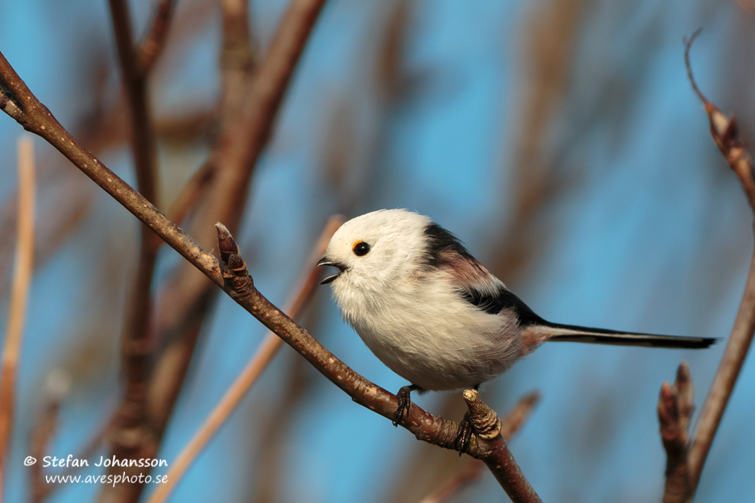 Stjrtmes / Long-tailed Tit Aegithalos caudatus 