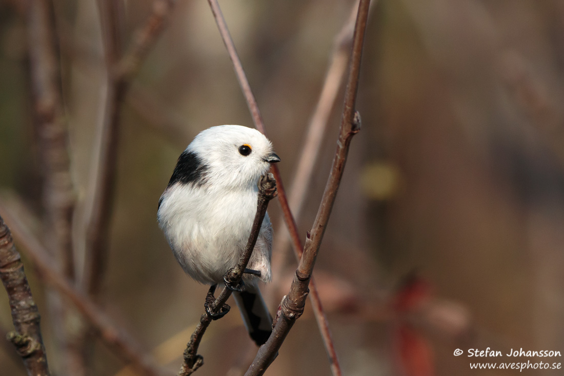 Stjrtmes / Long-tailed Tit Aegithalos caudatus 