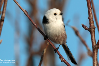 Stjärtmes / Long-tailed Tit 