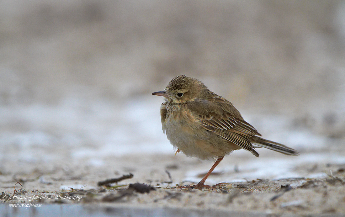 Strre piplrka / Richards Pipit Anthus richardi 