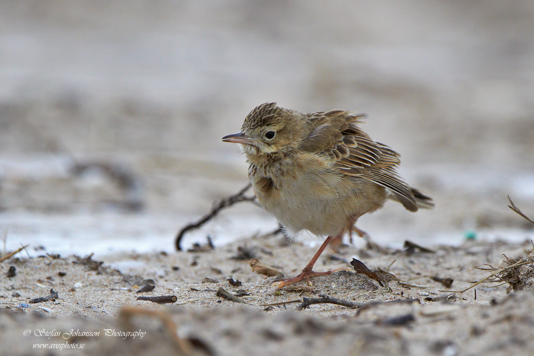 Strre piplrka / Richards Pipit Anthus richardi 